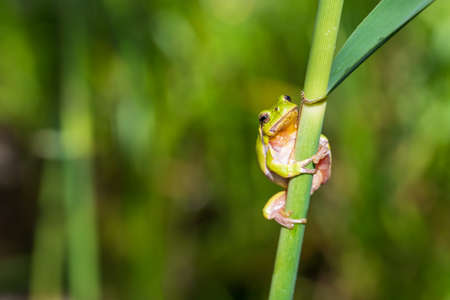Hyla arborea - Green tree frog on a stalk. The background is green. The photo has a nice bokeh.の写真素材