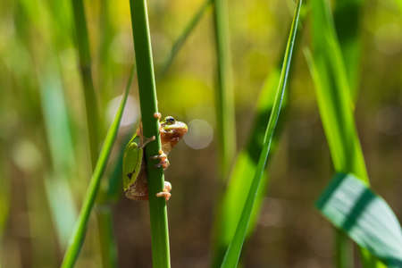 Hyla arborea - Green tree frog on a stalk. The background is green. The photo has a nice bokeh. Wild photo.の写真素材