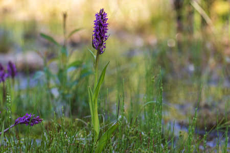 Purple orchid flowers Orchid - Orchis on a green field. The background is beautiful bokeh.の写真素材
