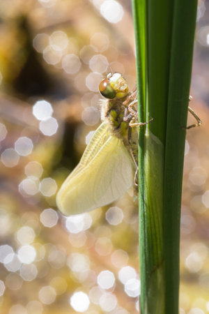 Dragonfly - Odonata on a blade of grass hatches from a pupa. In the background is a meadow with a blurred background.の写真素材