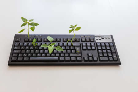 Black computer keyboard after lockdown. Green plants grow from the keyboard. PC keyboard on a white background.の写真素材