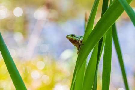 Hyla arborea - Green tree frog on a stalk. The background is green. The photo has a nice bokeh. Wild photoの写真素材