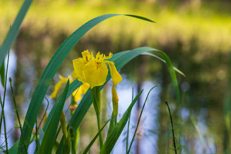 Yellow irises in the wild grow in the meadow.の写真素材