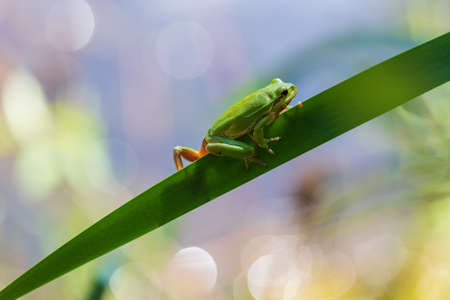 Hyla arborea - Green tree frog on a stalk. The background is green. The photo has a nice bokeh. Wild...