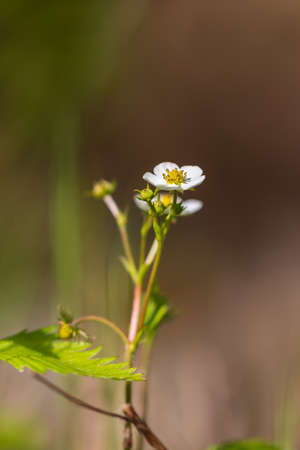 A small white flower with a yellow center of wild strawberry. The leaves are green.の写真素材