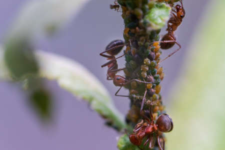Ants on a green stem of grass. There are aphids on the grass.の写真素材