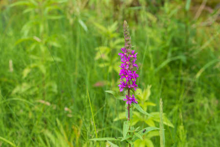 Purple orchid flowers Orchid - Orchis on a green field. The background is beautiful bokeh.の写真素材