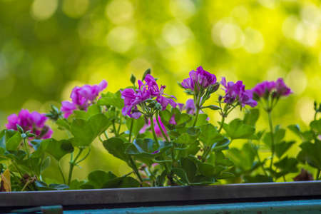 Colorful nutmeg flower in a hanging flower box. The background is beautiful bokeh.の写真素材