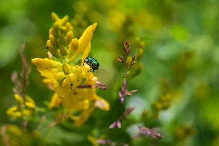 Little green beetle on a yellow flower.