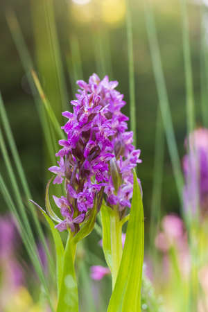 Purple orchid flowers Orchid - Orchis on a green field. The background is beautiful bokeh.の写真素材
