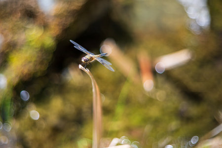 Dragonfly - Odonata with outstretched wings on a blade of grass. In the background is a beautiful...