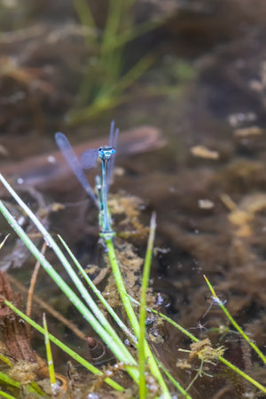 Dragonfly - Odonata with outstretched wings on a blade of grass. In the background is a beautiful...