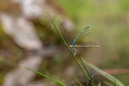 Dragonfly - Odonata with outstretched wings on a blade of grass. In the background is a beautiful...