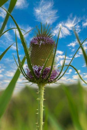 Wild thistle flower in the meadow. The background is green.