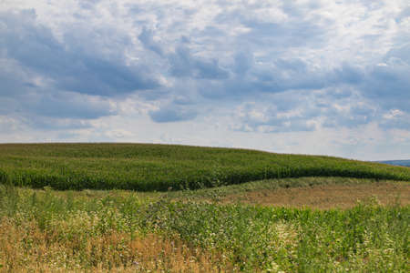 Fields of green corn field. Above the field is a blue sky and clouds.の写真素材