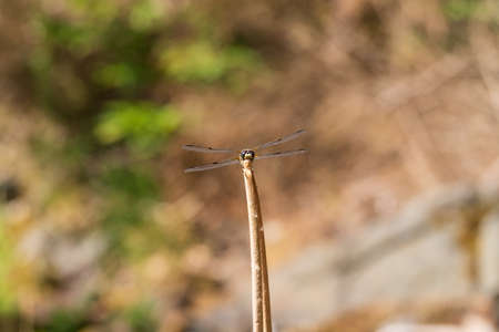 Dragonfly - Odonata with outstretched wings on a blade of grass. In the background is a beautiful...