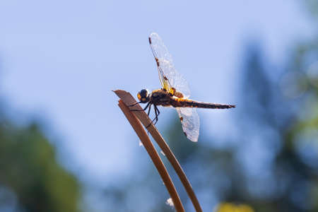 Dragonfly - Odonata with outstretched wings on a blade of grass. In the background is a beautiful bokeh created by an lens.の写真素材