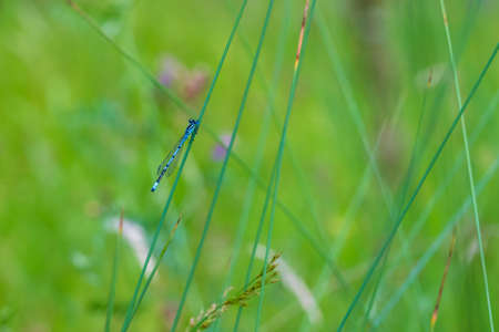 Dragonfly - Odonata with outstretched wings on a blade of grass. In the background is a beautiful...