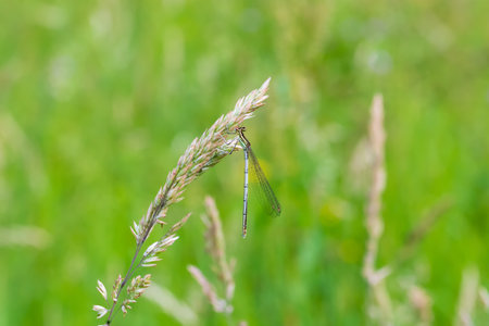 Dragonfly - Odonata with outstretched wings on a blade of grass. In the background is a beautiful...