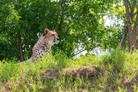 Lean Cheetah - Acinonyx jubatus sitting on the edge of a meadow under a tree.の写真素材
