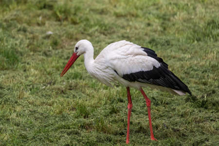 Black and white big bird Stork with a red beak. A stork stands in the grass in a meadow.