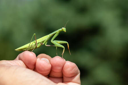 Mantis - Mantis religiosa green animal sitting on human hand.