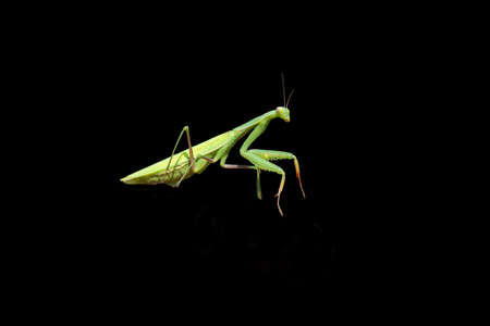 Mantis - Mantis religiosa isolated on black background.の写真素材