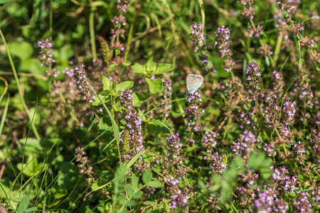 Little butterfly on a flower in a flowering meadow.の写真素材