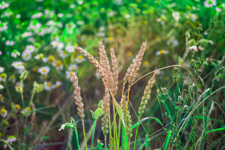 Floral field of wild flowers. Multicolored flowers in the meadow.の写真素材
