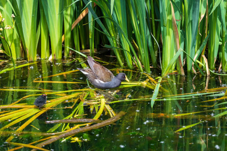 The little black teal chicken has a red beak and swims in the water.の写真素材