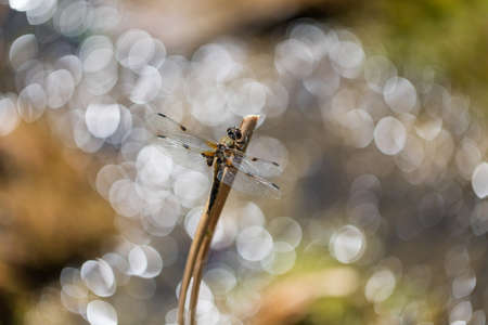 Dragonfly - Odonata with outstretched wings on a blade of grass. In the background is a beautiful bokeh created by an lens.の写真素材