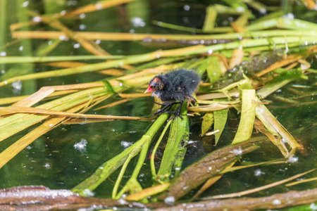 The little black teal chicken has a red beak and swims in the water.の写真素材
