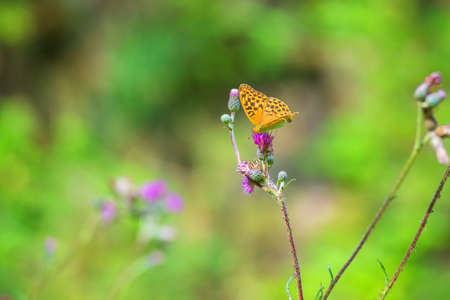 Blooming flowers of meadow flowers in the meadow. There are various insects on the flowers - butterfly, moth, beetle. The background is green.の写真素材