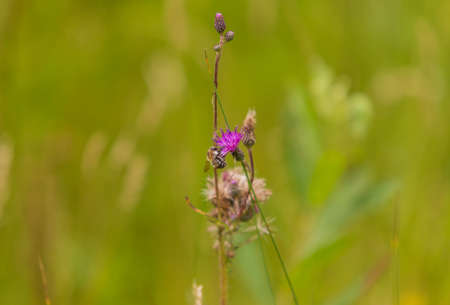 Blooming flowers of meadow flowers in the meadow. There are various insects on the flowers - butterfly, moth, beetle. The background is green.の写真素材