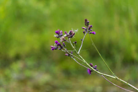 Blooming flowers of meadow flowers in the meadow. The background is green.の写真素材