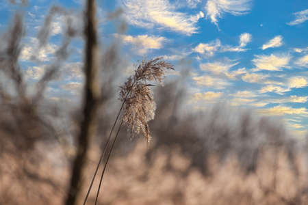 Dry grass, in the background are bushes around the pond. There are white clouds in the blue sky....