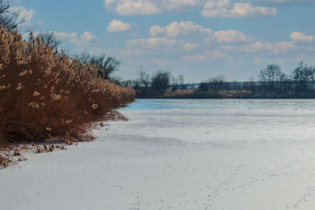 Winter landscape, frozen pond on which there is snow. There are trees and grass around the pond.の写真素材