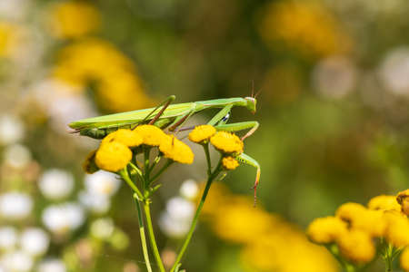 Mantis - Mantis religiosa green animal sitting on a blade of grass in a meadow.