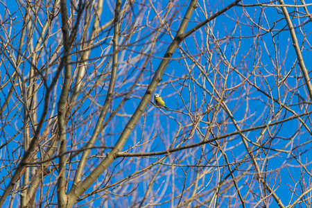 Little colorful tit bird sitting on a tree branch.の写真素材