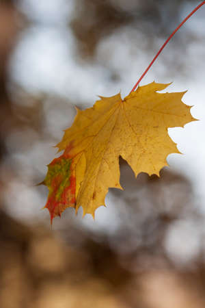 Leaves of a tree in the light of the setting sun.