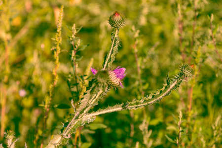 Tiny colorful meadow flowers on a green field.の写真素材