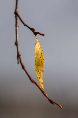 Leaves of a tree in the light of the setting sun.の写真素材