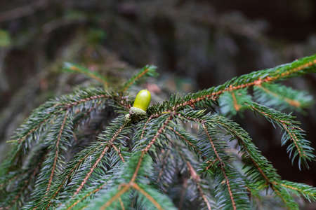 A green acorn in a cup lies in the woods on the needles. Next to the acorn is a pine cone.