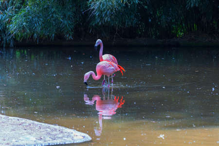 Pink Flamingo - Phoenicopteriformes stands in the pond water, has its head in the water and hunts for food. Its image is reflected in the water.の写真素材