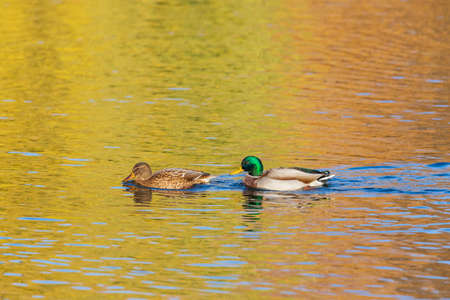 Male and female ducks swim in the water on a pond in the setting sun.の写真素材