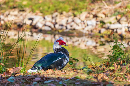 Male and female ducks swim in the water on a pond in the setting sun.