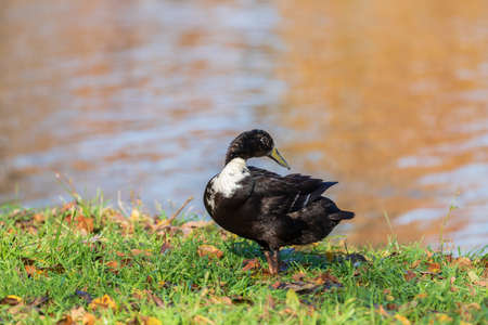 Male and female ducks swim in the water on a pond in the setting sun.