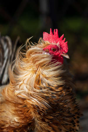 A small colored ornamental rooster has a red comb.の写真素材