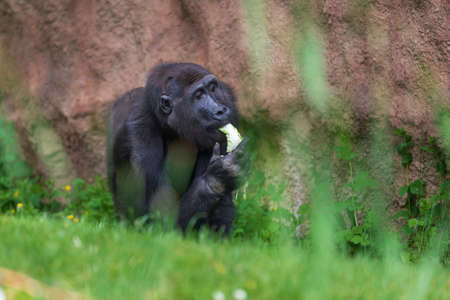 Gorilla - Portrait of an adult monkey in its natural habitat.の写真素材