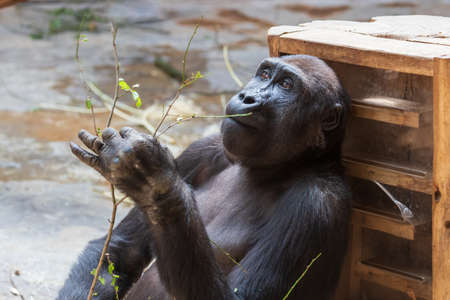 Gorilla - Portrait of an adult monkey in its natural habitat.の写真素材